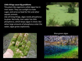 Little things cause big problemsTiny plant-like organisms called algae live in river water. They use sunlight to make sugar, and serve as food for fish and other aquatic animals.Like all living things, algae needs phosphorus to grow. Normally, river water has little phosphorus, which keeps algae in check. But when large amounts of phosphorus enter the water, algae grows explosively.Blue-green algae