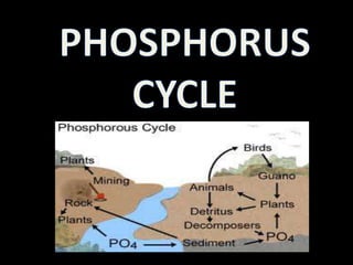 PHOSPHORUS CYCLE