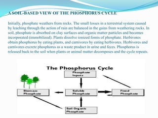 A SOIL-BASED VIEW OF THE PHOSPHORUS CYCLE
Initially, phosphate weathers from rocks. The small losses in a terrestrial system caused
by leaching through the action of rain are balanced in the gains from weathering rocks. In
soil, phosphate is absorbed on clay surfaces and organic matter particles and becomes
incorporated (immobilized). Plants dissolve ionized forms of phosphate. Herbivores
obtain phosphorus by eating plants, and carnivores by eating herbivores. Herbivores and
carnivores excrete phosphorus as a waste product in urine and feces. Phosphorus is
released back to the soil when plants or animal matter decomposes and the cycle repeats.

 