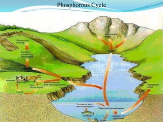 Phosphorous Cycle

 