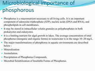 Microbiological importance of
phosphorous
 Phosphorus is a macronutrient necessary to all living cells. It is an important










component of adenosine triphosphate (ATP), nucleic acids (DNA and RNA), and
phospholipids in cell membranes.
It may be stored in intracellular volutin granules as polyphosphates in both
prokaryotes and eukaryotes.
It is a limiting nutrient for algal growth in lakes. The average concentration of total
phosphorus (inorganic and organic forms) in wastewater is in the range 10–20 mg/L.
The major transformations of phosphorus in aquatic environments are described
below :
Mineralization
Assimilation.
Precipitation of Phosphorus Compounds.
Microbial Solubilization of Insoluble Forms of Phosphorus.

 