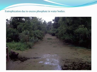 Eutrophication due to excess phosphate in water bodies.

 