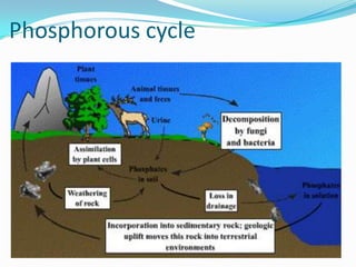 Phosphorous cycle

 