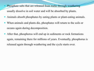  Phosphate salts that are released from rocks through weathering

usually dissolve in soil water and will be absorbed by plants.
 Animals absorb phosphates by eating plants or plant-eating animals.
 When animals and plants die, phosphates will return to the soils or

oceans again during decomposition.
 After that, phosphorus will end up in sediments or rock formations

again, remaining there for millions of years. Eventually, phosphorus is
released again through weathering and the cycle starts over.

 