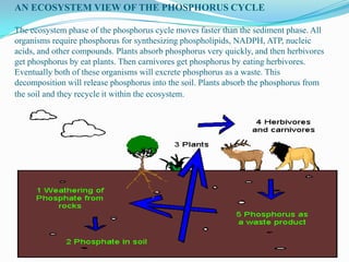 AN ECOSYSTEM VIEW OF THE PHOSPHORUS CYCLE
The ecosystem phase of the phosphorus cycle moves faster than the sediment phase. All
organisms require phosphorus for synthesizing phospholipids, NADPH, ATP, nucleic
acids, and other compounds. Plants absorb phosphorus very quickly, and then herbivores
get phosphorus by eat plants. Then carnivores get phosphorus by eating herbivores.
Eventually both of these organisms will excrete phosphorus as a waste. This
decomposition will release phosphorus into the soil. Plants absorb the phosphorus from
the soil and they recycle it within the ecosystem.

 