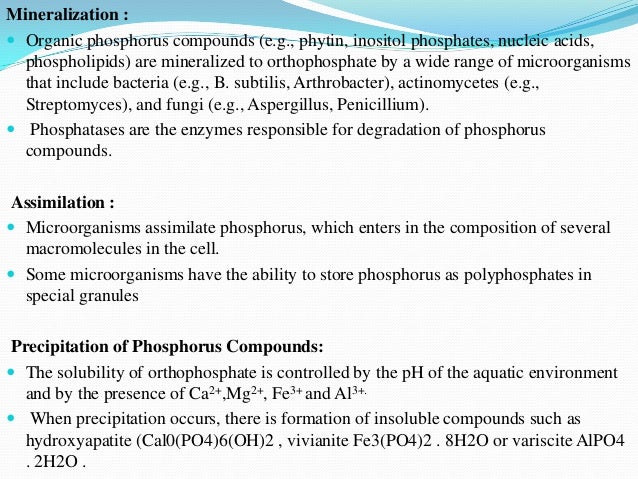 Phosphorus Cycle Definition Steps And Interesting Facts Earth Eclipse