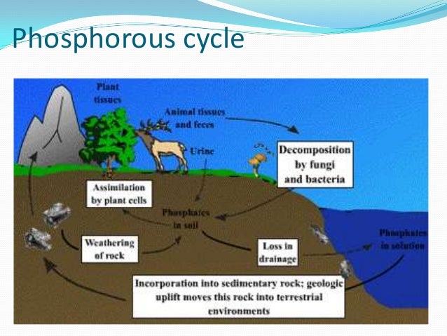 Phosphorous Cycle