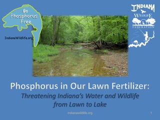 Phosphorus in Our Lawn Fertilizer:,[object Object],Threatening Indiana’s Water and Wildlife from Lawn to Lake,[object Object],indianawildlife.org,[object Object],1,[object Object]