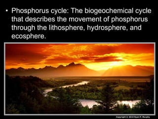 • Phosphorus cycle: The biogeochemical cycle
that describes the movement of phosphorus
through the lithosphere, hydrosphere, and
ecosphere.
Copyright © 2010 Ryan P. Murphy
 