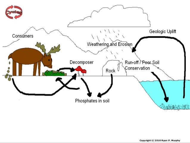 drawing simple animals Cycles, Lesson Biogeochemical PowerPoint, Cycle Phosphorus drawing simple animals Cycles, Lesson Biogeochemical PowerPoint, Cycle Phosphorus
