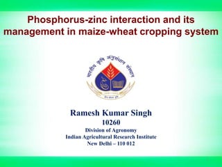 Phosphorus-zinc interaction and its
management in maize-wheat cropping system
Ramesh Kumar Singh
10260
Division of Agronomy
Indian Agricultural Research Institute
New Delhi – 110 012
1
 