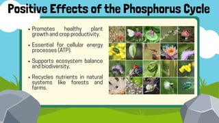 Promotes healthy plant
growth and crop productivity.
Essential for cellular energy
processes (ATP).
Supports ecosystem balance
and biodiversity.
Recycles nutrients in natural
systems like forests and
farms.
Positive Effects of the Phosphorus Cycle
 