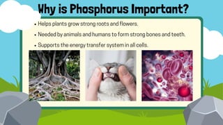 Helps plants grow strong roots and flowers.
Needed by animals and humans to form strong bones and teeth.
Supports the energy transfer system in all cells.
Why is Phosphorus Important?
 