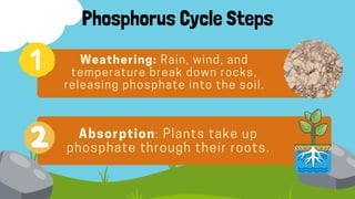 Phosphorus Cycle Steps
Weathering: Rain, wind, and
temperature break down rocks,
releasing phosphate into the soil.
Absorption: Plants take up
phosphate through their roots.
 