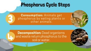 Phosphorus Cycle Steps
Consumption: Animals get
phosphorus by eating plants or
other animals.
Decomposition: Dead organisms
and waste return phosphorus to the
soil or water.
 