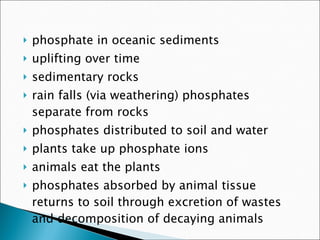 phosphate in oceanic sediments uplifting over time sedimentary rocks rain falls (via weathering) phosphates separate from rocks phosphates distributed to soil and water plants take up phosphate ions animals eat the plants phosphates absorbed by animal tissue returns to soil through excretion of wastes and decomposition of decaying animals 