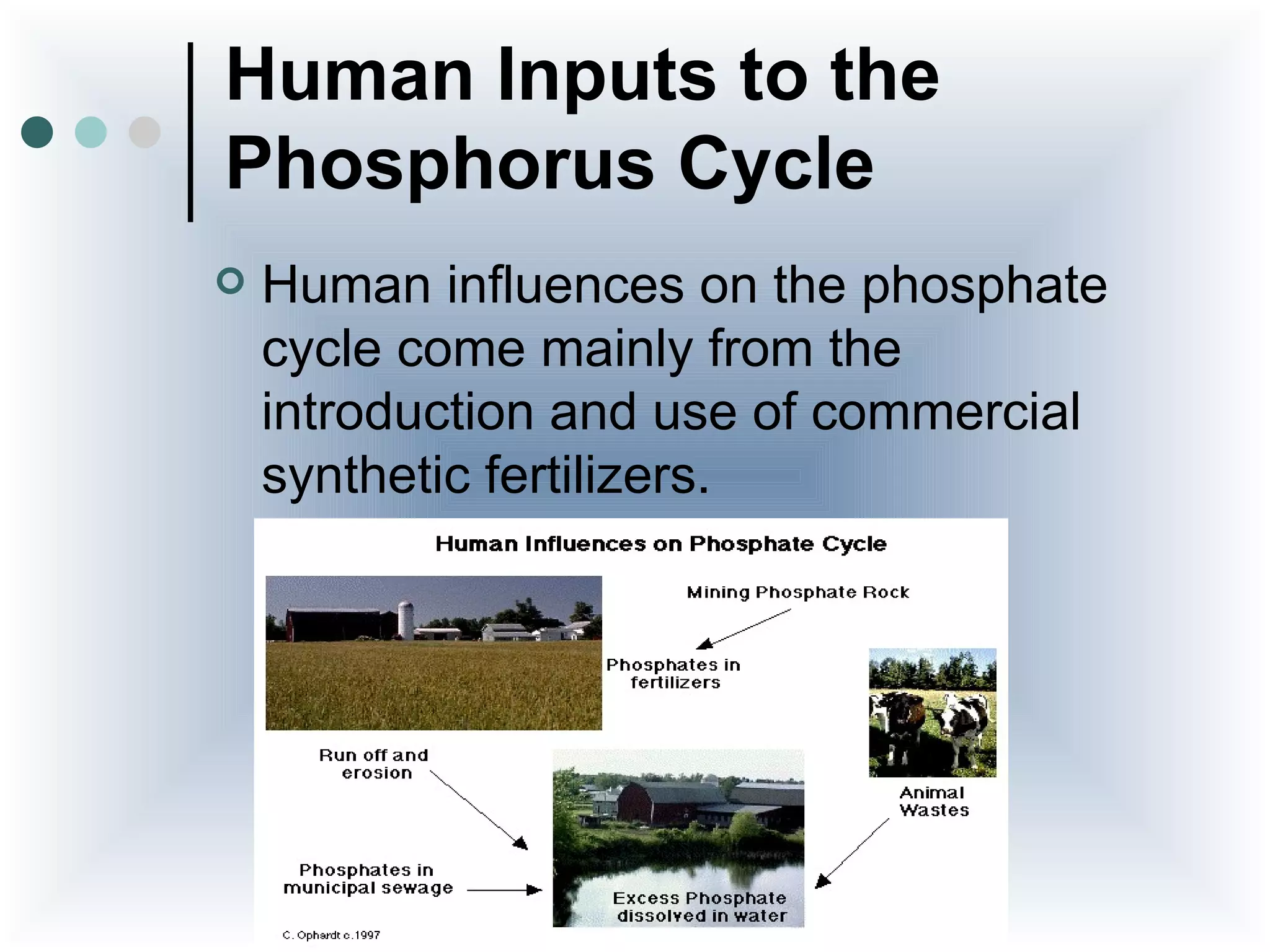 Human Inputs to the
Phosphorus Cycle
   Human influences on the phosphate
    cycle come mainly from the
    introduction and use of commercial
    synthetic fertilizers.
 