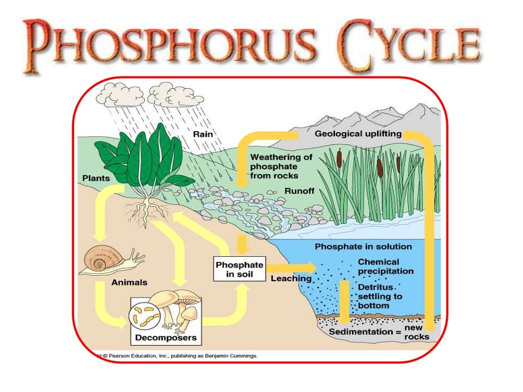 Phosphorus cycle