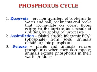 1. Reservoir – erosion transfers phosphorus to
water and soil; sediments and rocks
that accumulate on ocean floors
return to the surface as a result of
uplifting by geological processes
2. Assimilation – plants absorb inorganic PO4
3-
(phosphate) from soils; animals
obtain organic phosphorus.
3. Release – plants and animals release
phosphorus when they decompose;
animals excrete phosphorus in their
waste products
 