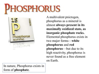 A multivalent pnictogen,
phosphorus as a mineral is
almost always present in its
maximally oxidized state, as
inorganic phosphate rocks.
Elemental phosphorus exists in
two major forms—white
phosphorus and red
phosphorus—but due to its
high reactivity, phosphorus is
never found as a free element
on Earth.
In nature, Phosphorus exists in
form of phosphate.
 