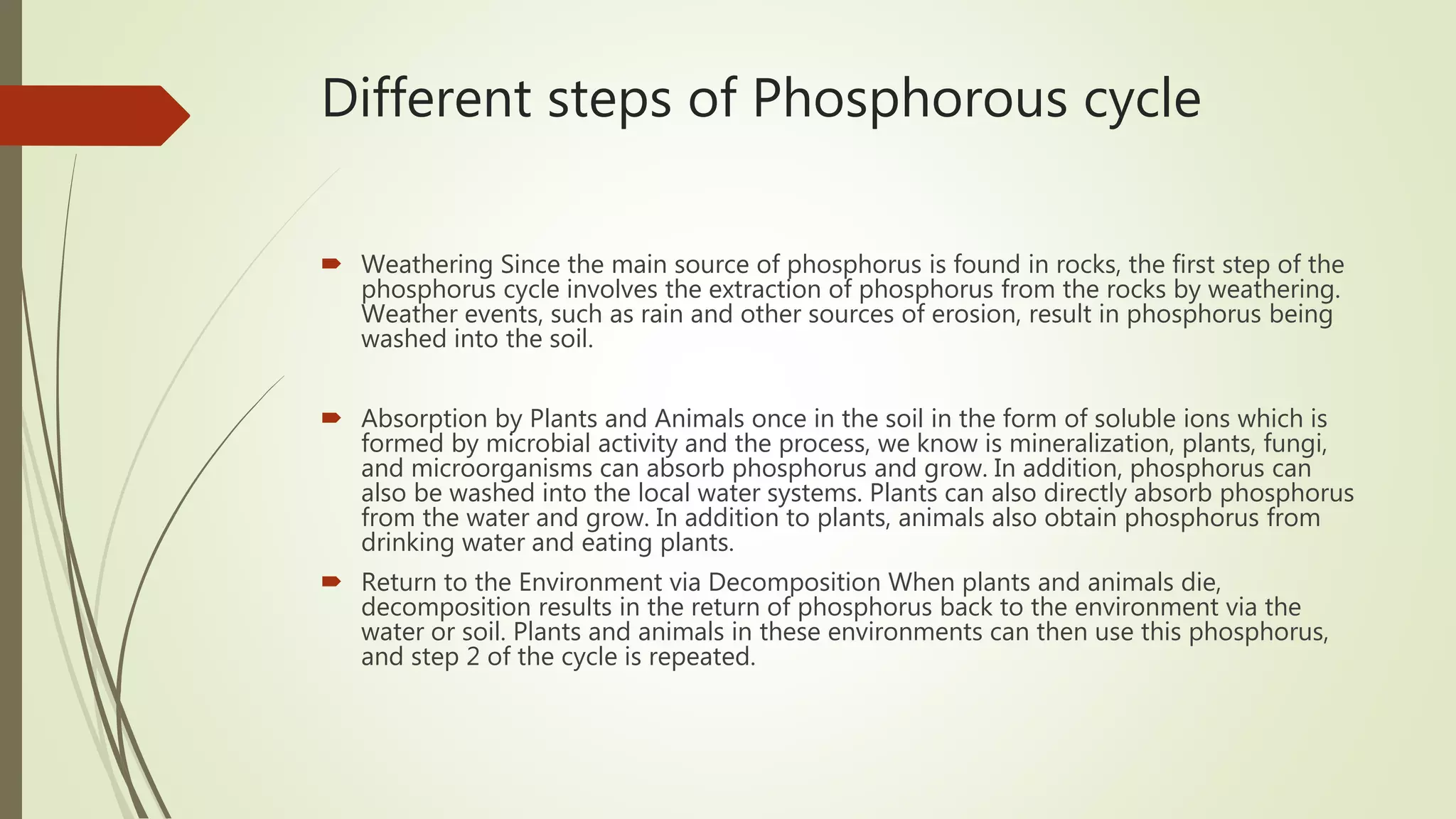 Different steps of Phosphorous cycle
 Weathering Since the main source of phosphorus is found in rocks, the first step of the
phosphorus cycle involves the extraction of phosphorus from the rocks by weathering.
Weather events, such as rain and other sources of erosion, result in phosphorus being
washed into the soil.
 Absorption by Plants and Animals once in the soil in the form of soluble ions which is
formed by microbial activity and the process, we know is mineralization, plants, fungi,
and microorganisms can absorb phosphorus and grow. In addition, phosphorus can
also be washed into the local water systems. Plants can also directly absorb phosphorus
from the water and grow. In addition to plants, animals also obtain phosphorus from
drinking water and eating plants.
 Return to the Environment via Decomposition When plants and animals die,
decomposition results in the return of phosphorus back to the environment via the
water or soil. Plants and animals in these environments can then use this phosphorus,
and step 2 of the cycle is repeated.
 