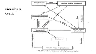 Phosphorus Cycle Ppt