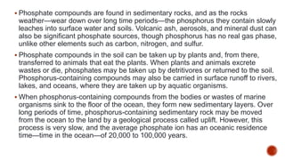 Phosphorus cycle Detailed