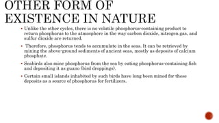 Phosphorus cycle Detailed