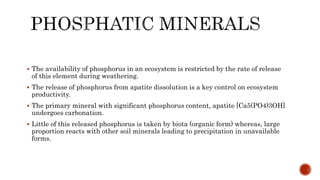 Phosphorus cycle Detailed