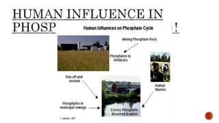 Phosphorus cycle Detailed