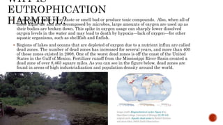 Phosphorus cycle Detailed