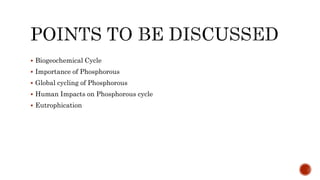Phosphorus cycle Detailed