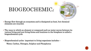 Phosphorus cycle Detailed