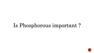 Phosphorus cycle Detailed