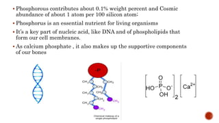 Phosphorus cycle Detailed