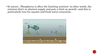 Phosphorus cycle Detailed