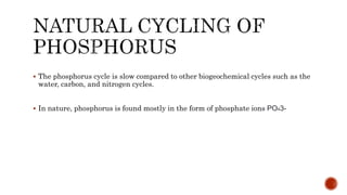 Phosphorus cycle Detailed