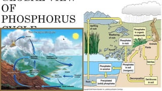 Phosphorus cycle Detailed
