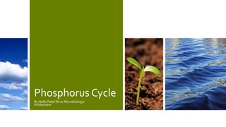 Phosphorus Cycle
By Nidhi Patel (M.sc Microbiology)
Ankleshwar
 