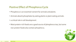 Phosphorus cycle | PPTX