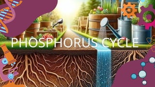 Phosphorus_cycle AND HUMAN IMPACT ON THE PHOSPHORUS CYCLE | PPTX