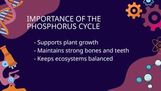 Phosphorus_cycle AND HUMAN IMPACT ON THE PHOSPHORUS CYCLE | PPTX