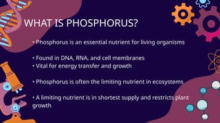 Phosphorus_cycle AND HUMAN IMPACT ON THE PHOSPHORUS CYCLE | PPTX