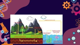 Phosphorus_cycle AND HUMAN IMPACT ON THE PHOSPHORUS CYCLE | PPTX