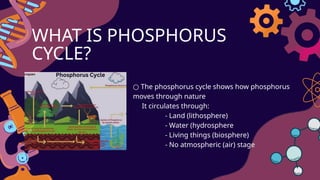 Phosphorus_cycle AND HUMAN IMPACT ON THE PHOSPHORUS CYCLE | PPTX