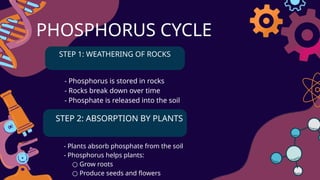 Phosphorus_cycle AND HUMAN IMPACT ON THE PHOSPHORUS CYCLE | PPTX
