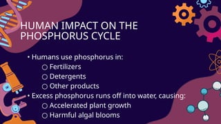 Phosphorus_cycle AND HUMAN IMPACT ON THE PHOSPHORUS CYCLE | PPTX