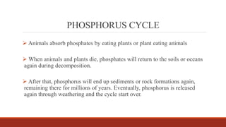 PHOSPHORUS CYCLE - Villanuevaxxxxxxx pdf. | PDF