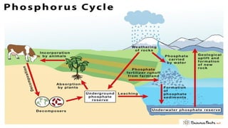 PHOSPHORUS CYCLE - Villanuevaxxxxxxx pdf. | PDF