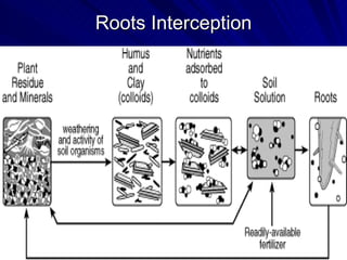 Root Interception Phosphorus in agriculture | PPT